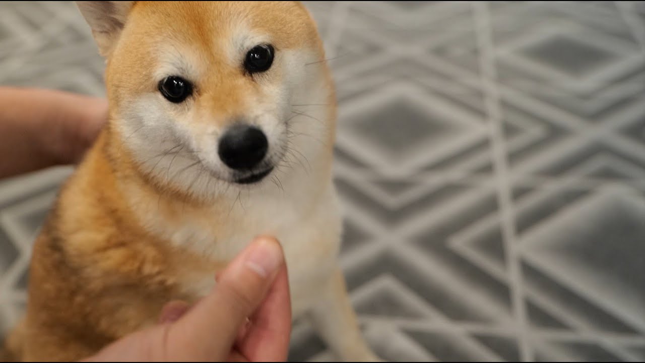 今年４度目の換毛期を迎えてしまう柴犬