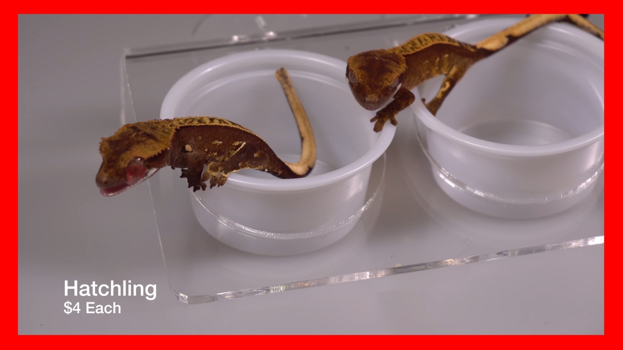 Crested Gecko Feeding Ledges