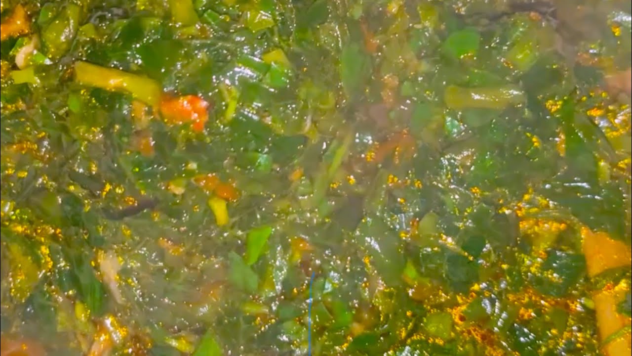 How to make Edikang Ikong Soup!!!