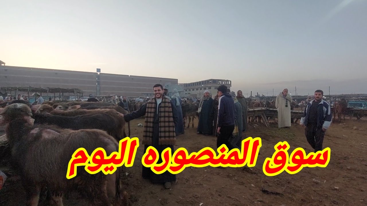 اسعار العجول الانيه اللي تدخل تسمين اليوم من سوق المنصوره مع المعلم محمد يحي
