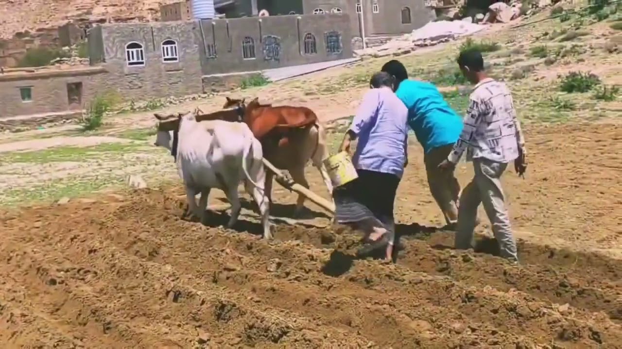 مغرد تراث ضالعي بعد التحديث