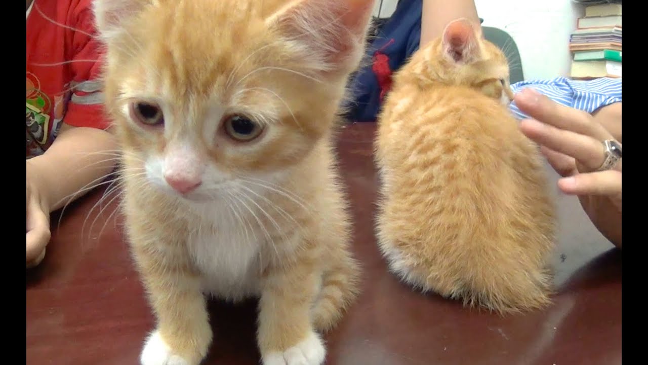 MEET OUR NEW KITTENS!