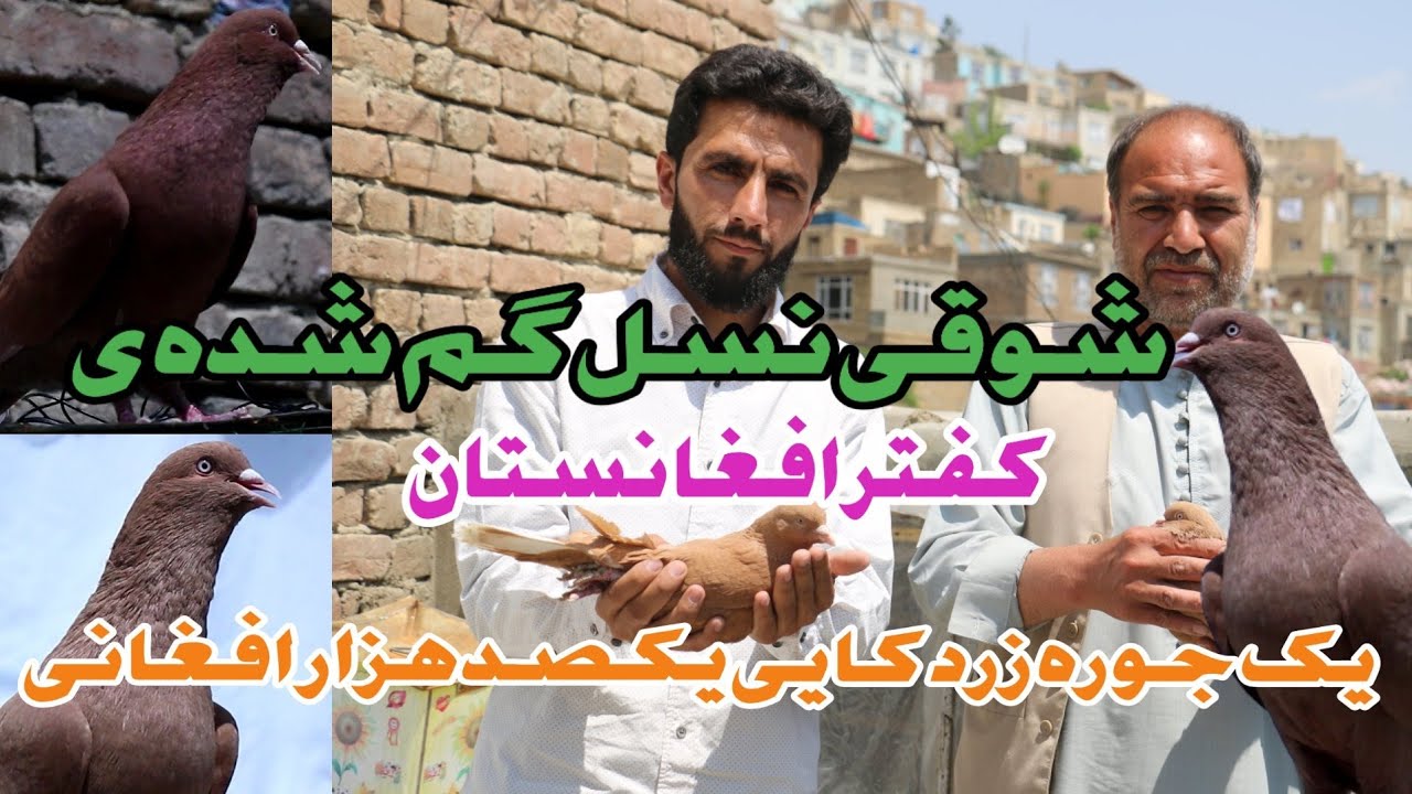 شوقی نسل گم شده ی کفتر افغانستان/ قیمت یک جوره زرد کایی یک لگ افغانی