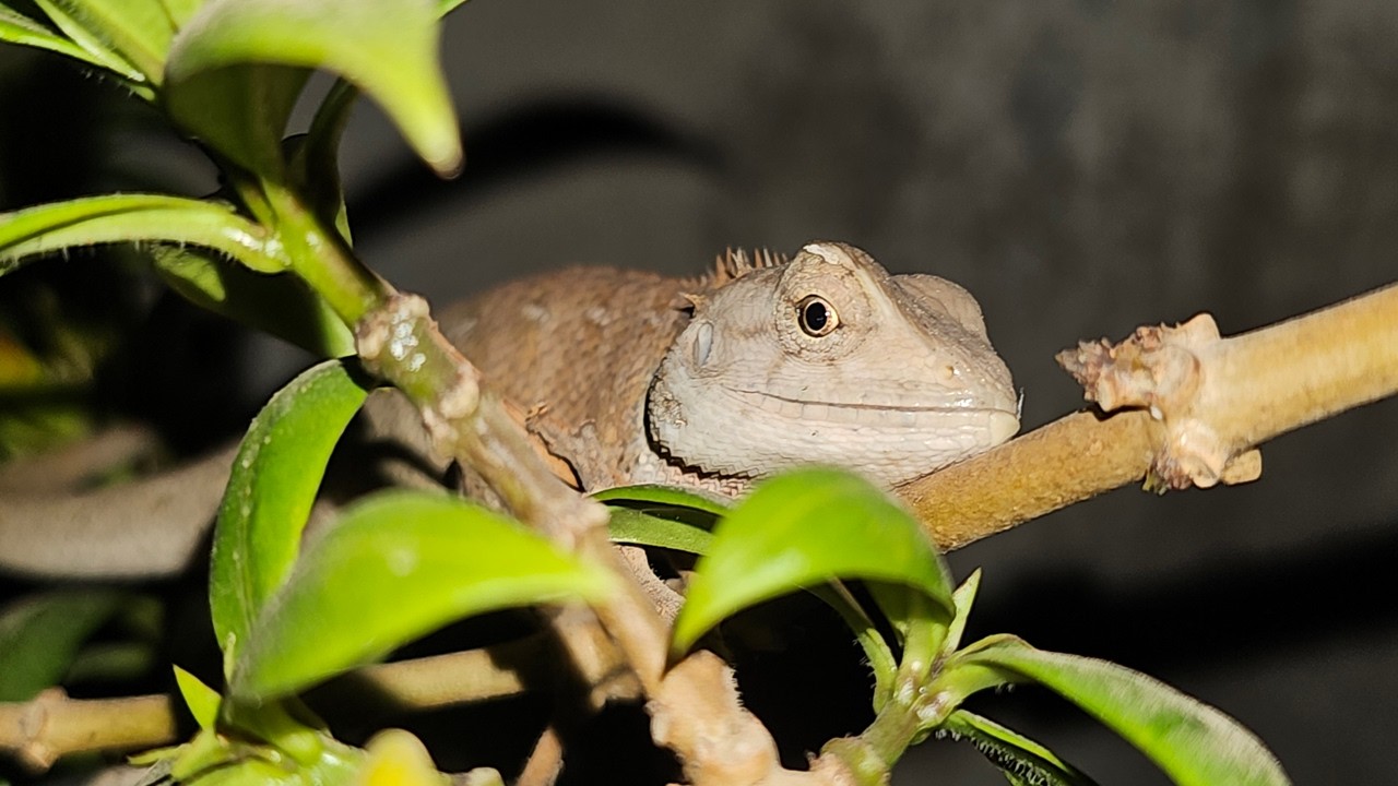 Oriental garden lizard reptiles sleeping at midnight