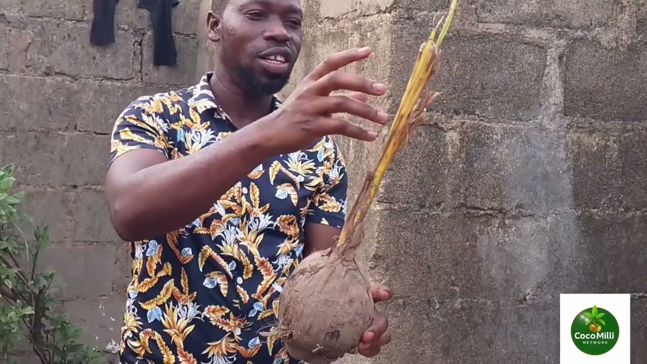 A Case Study: Coconut Seedlings Revival Process