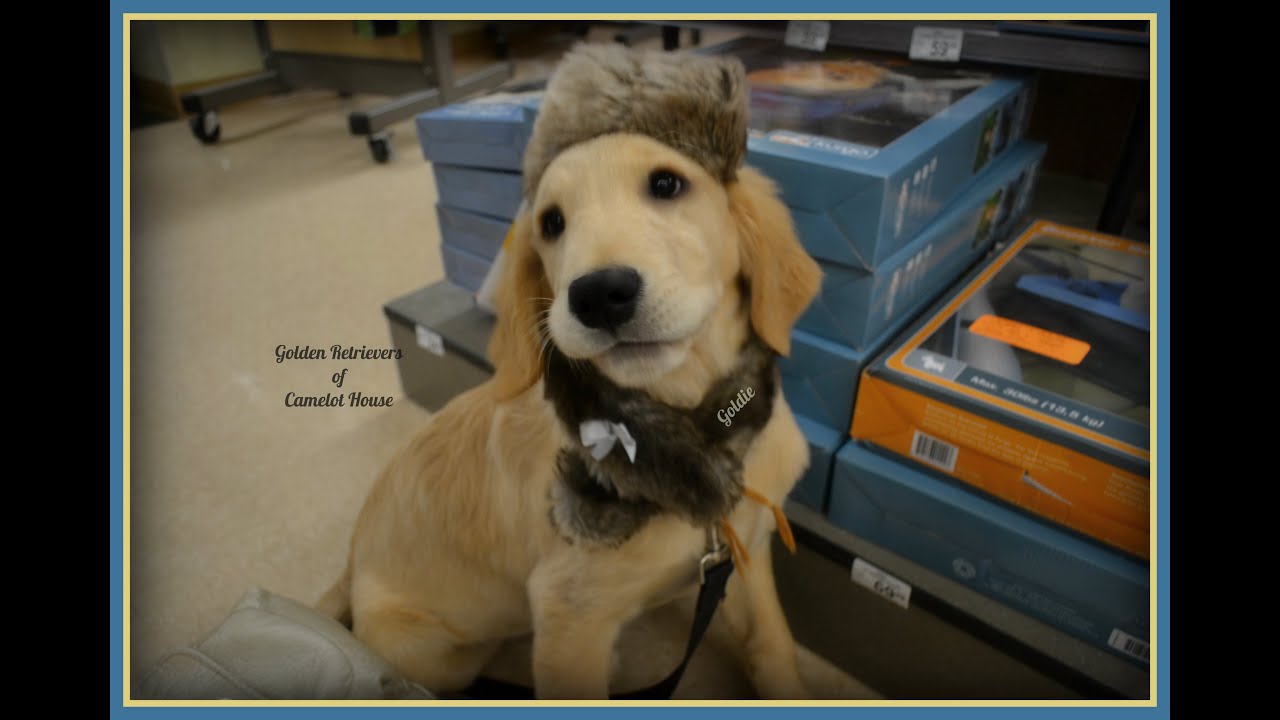 Puppy Socialization Class