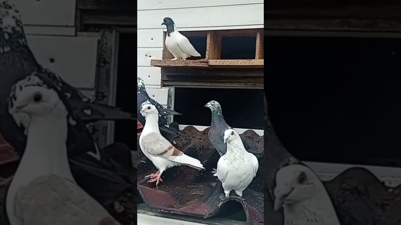 20 lotnik&oacute;w na dachu #pigeon #fus #birds #hodowlagolebi #nature #golebie
