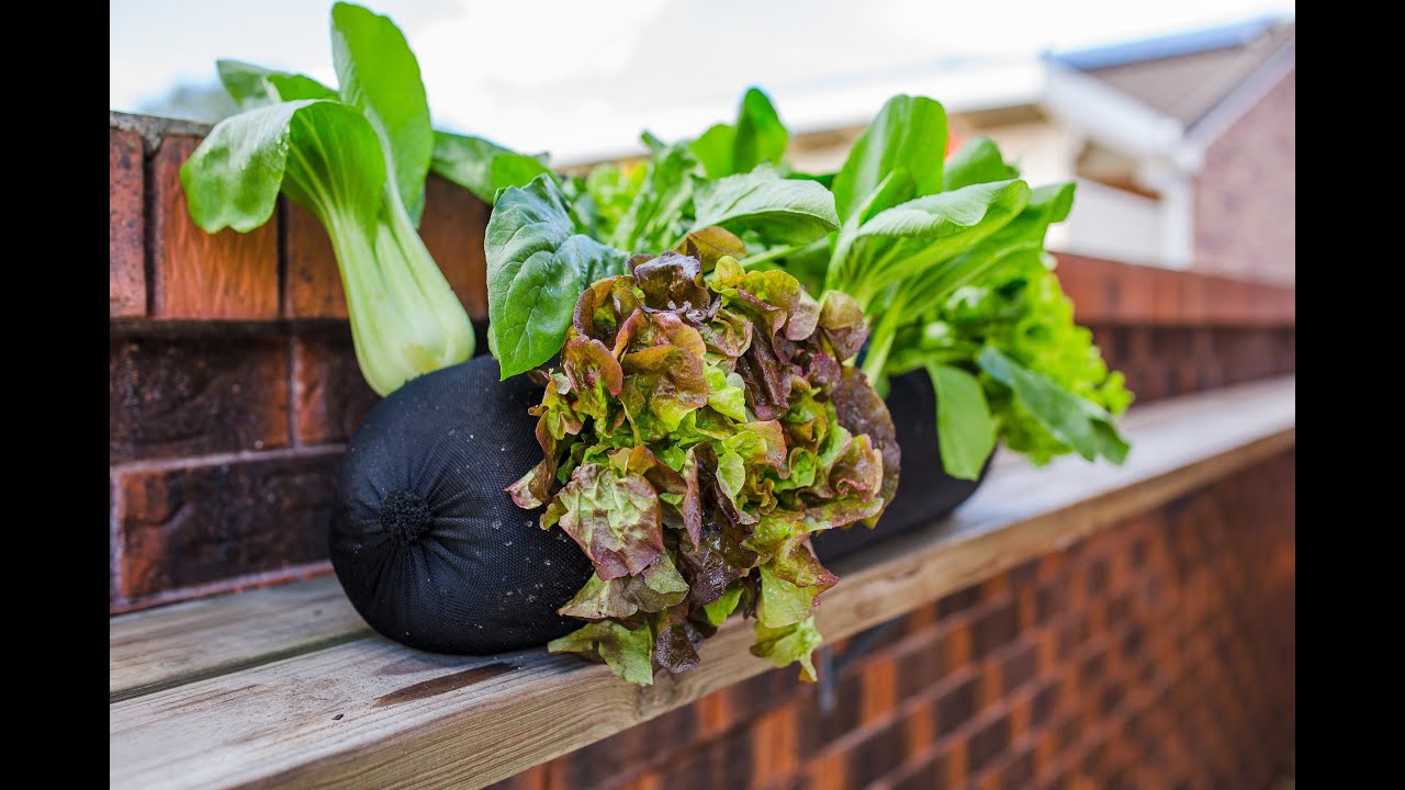 An introduction to Garden Soxx