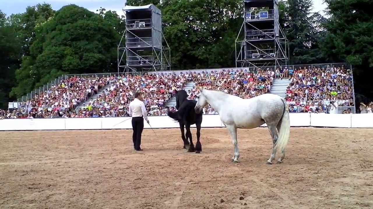 JEAN CLAUDE ADELIN GRANDE PISTE EQUESTRIA