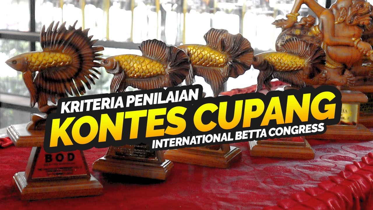 KRITERIA PENILAIAN IKAN CUPANG IBC DAN IKAN CUPANG JENIS BARU 2021