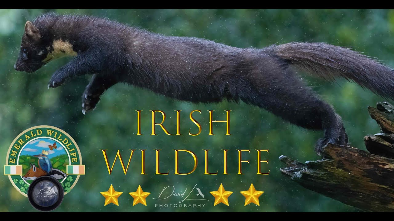 ⭐Irish Wildlife ⭐ A Short Film ~ IRISH WILDLIFE PHOTOGRAPHY