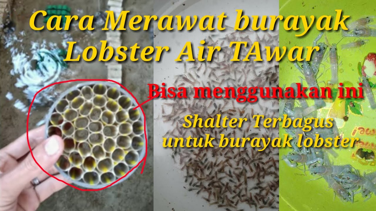 Cara merawat burayak lobster air tawar