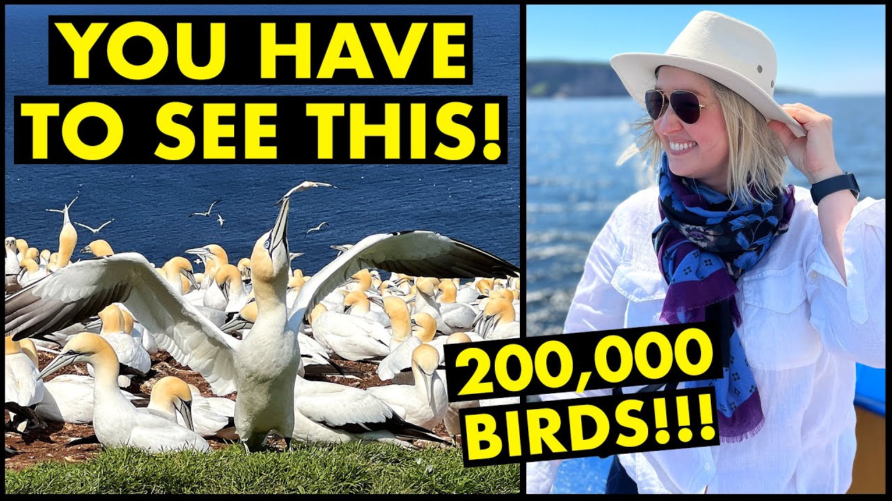 Посещение БЕЗУМНО массивной птичьей колонии 😲 | Гаспези, Квебек, Канада