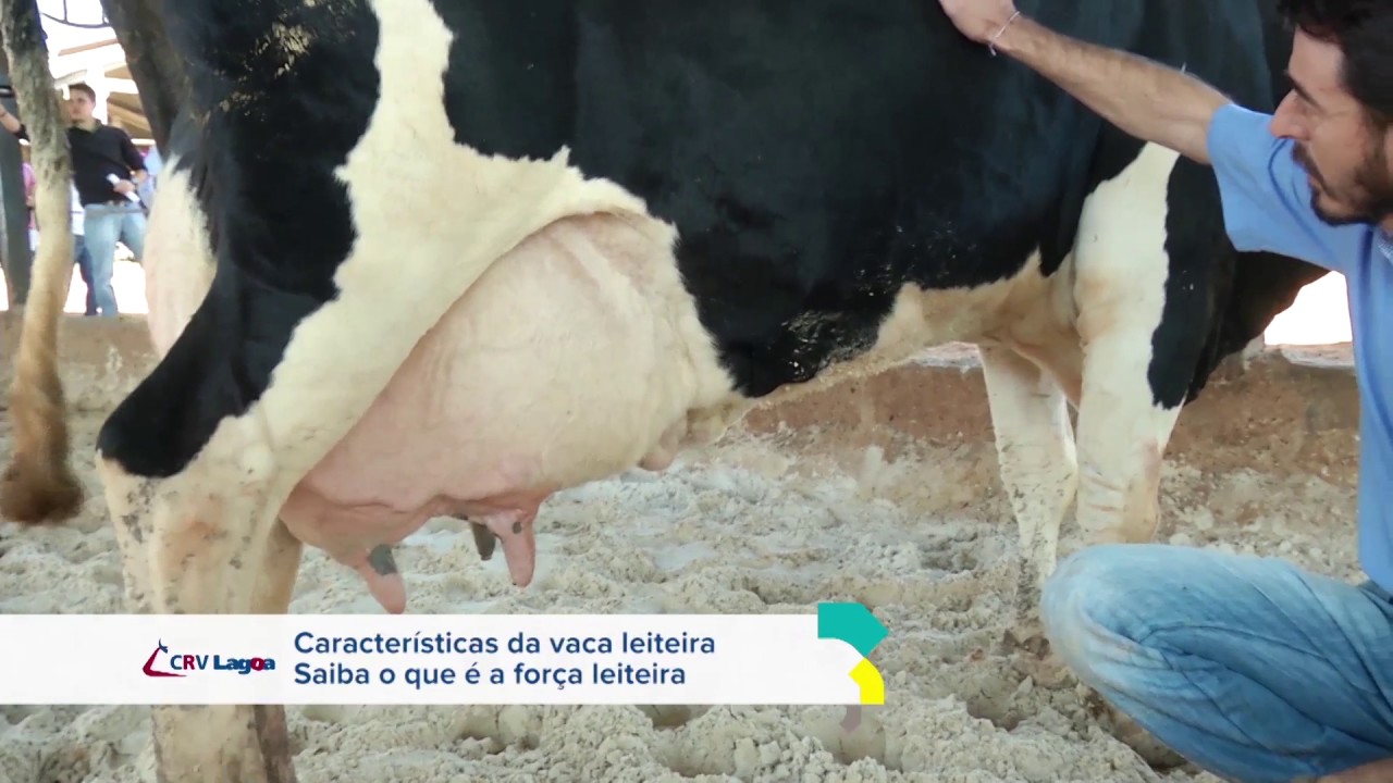 Dicas CRV Lagoa - Saiba o que é a força leiteira (Dica 01 de 04)