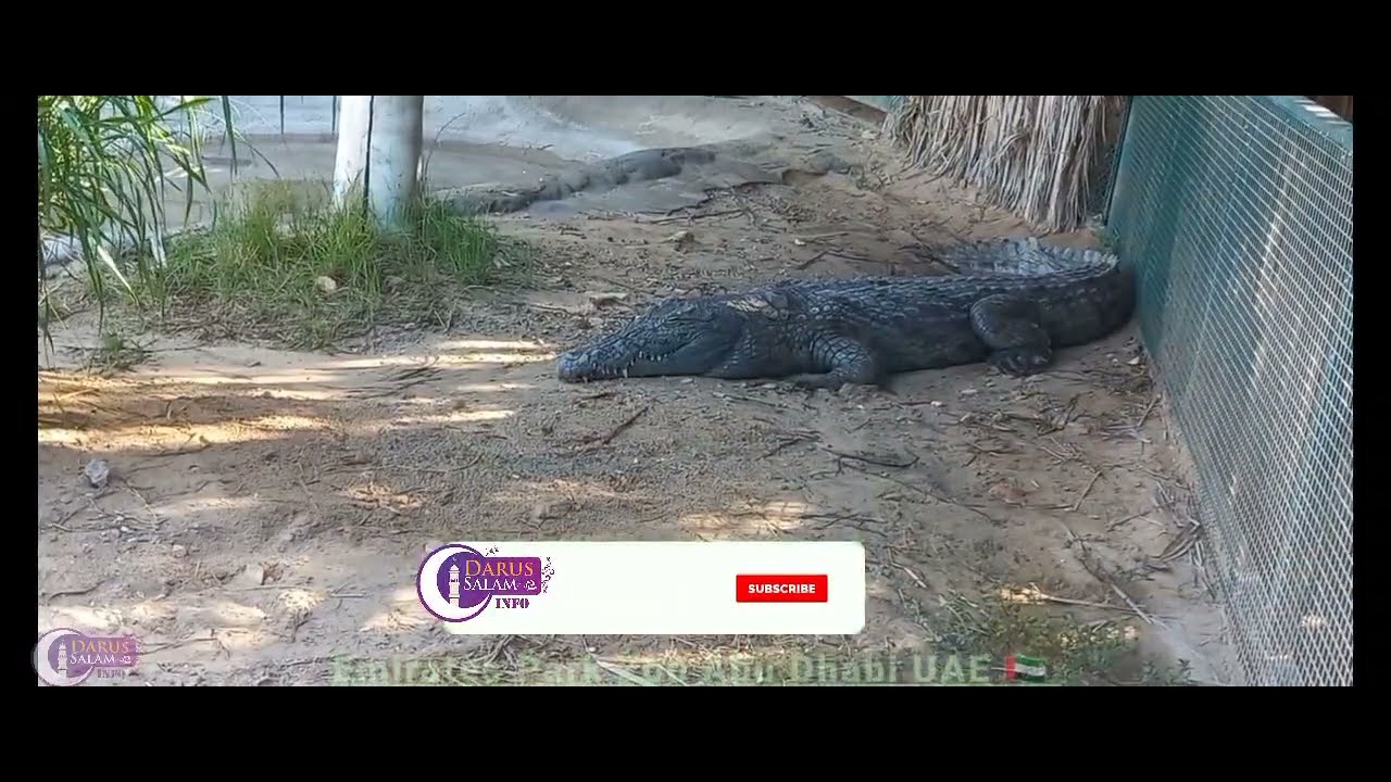 Jungle Zoo, Tiger Zoo Park Emirates: A Wildlife Adventure in Abu Dhabi, Jungle Adventure, UAE