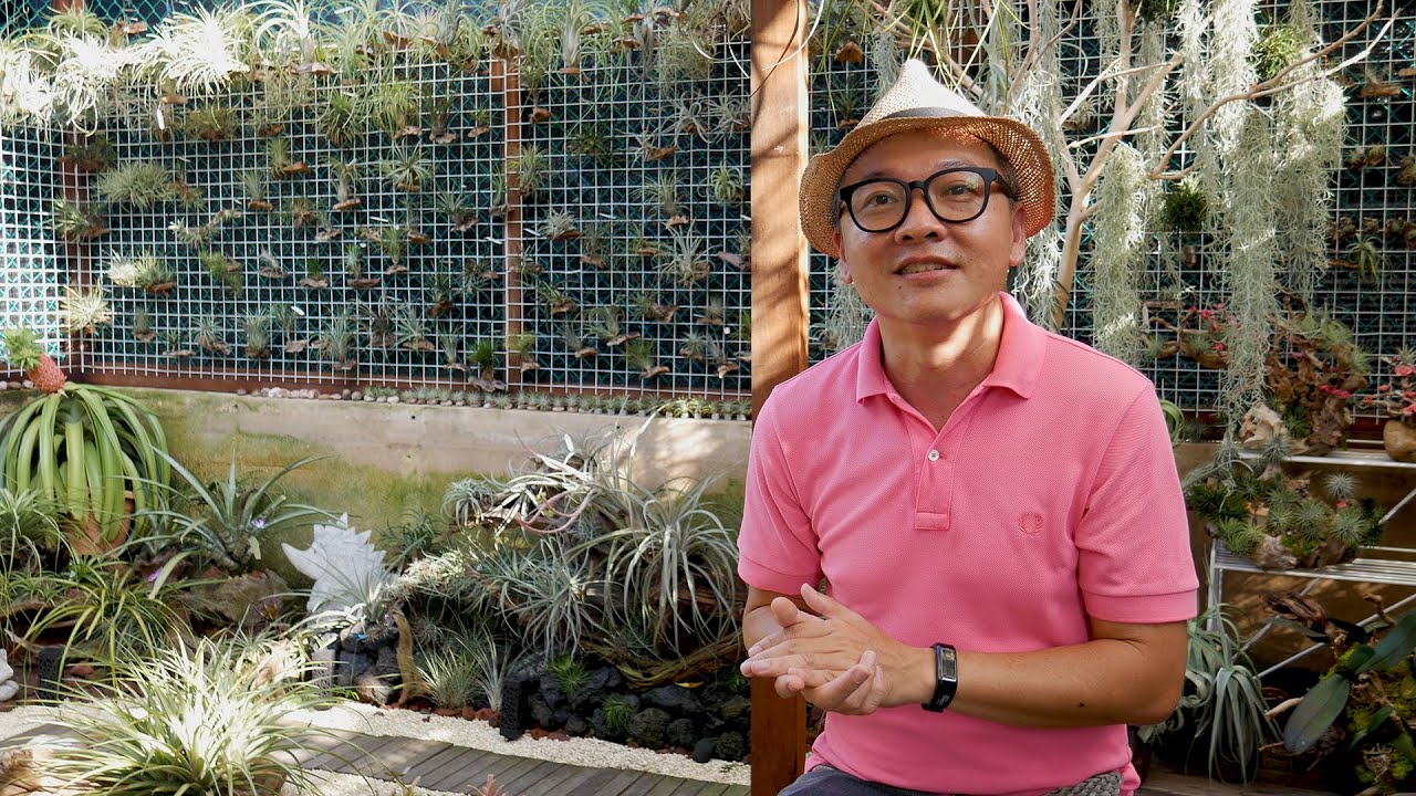 Daniel Goh, Singapore's Air Plant Artisan | Singapore Gardening