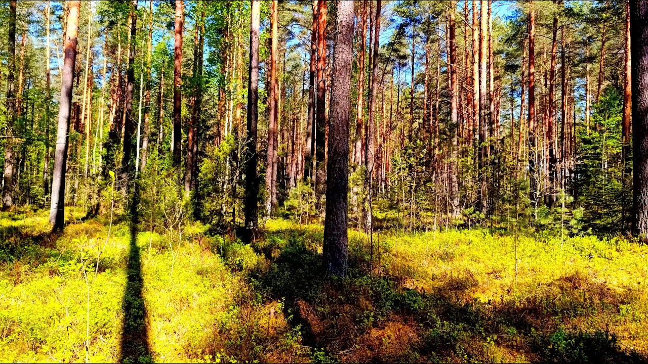 Звуки леса в формате 4K для успокоения 🌿 Умиротворяющее пение птиц и зелень для релаксации🌿