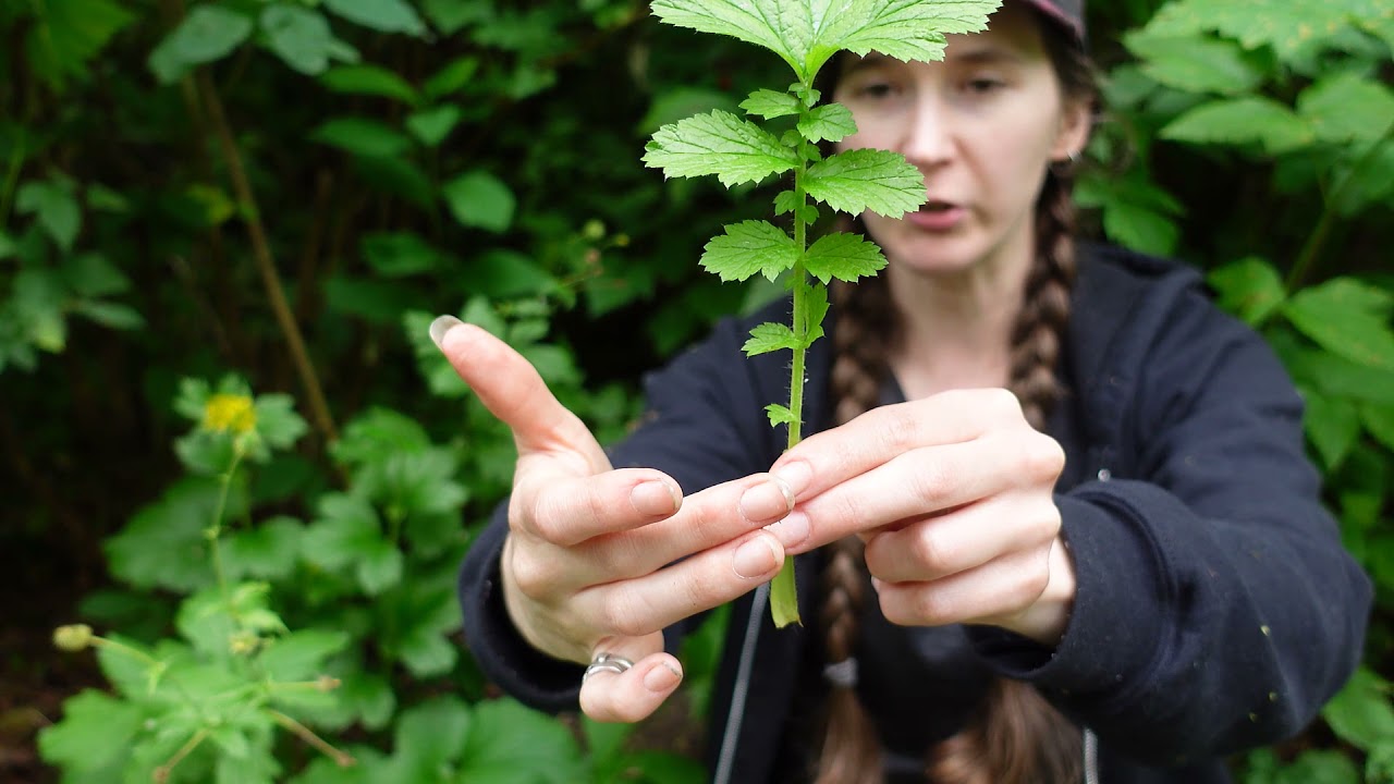 Plant ID: large leaved avens (Geum macrophyllum)