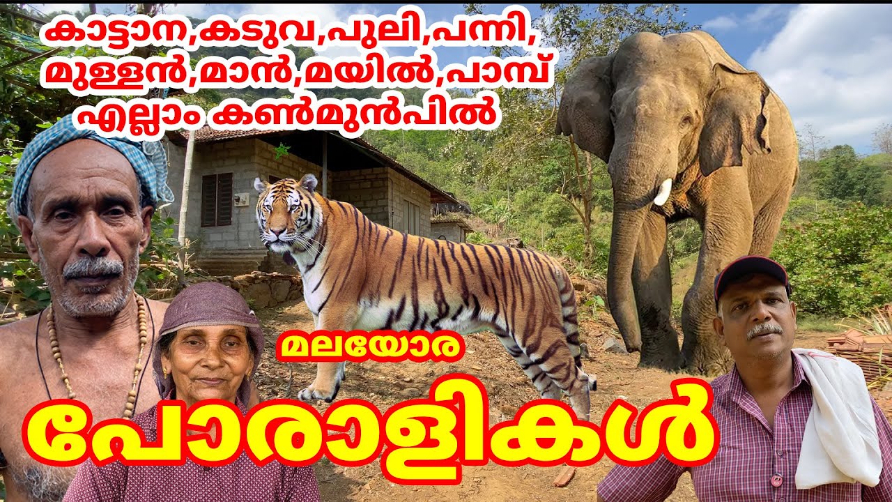 കാട്ടാനയെയും കടുവയെയും ഒറ്റയ്ക്ക് നേരിടുന്ന മലയോരത്തെ പോരാളികൾ #elephant #forest #tiger #kannur