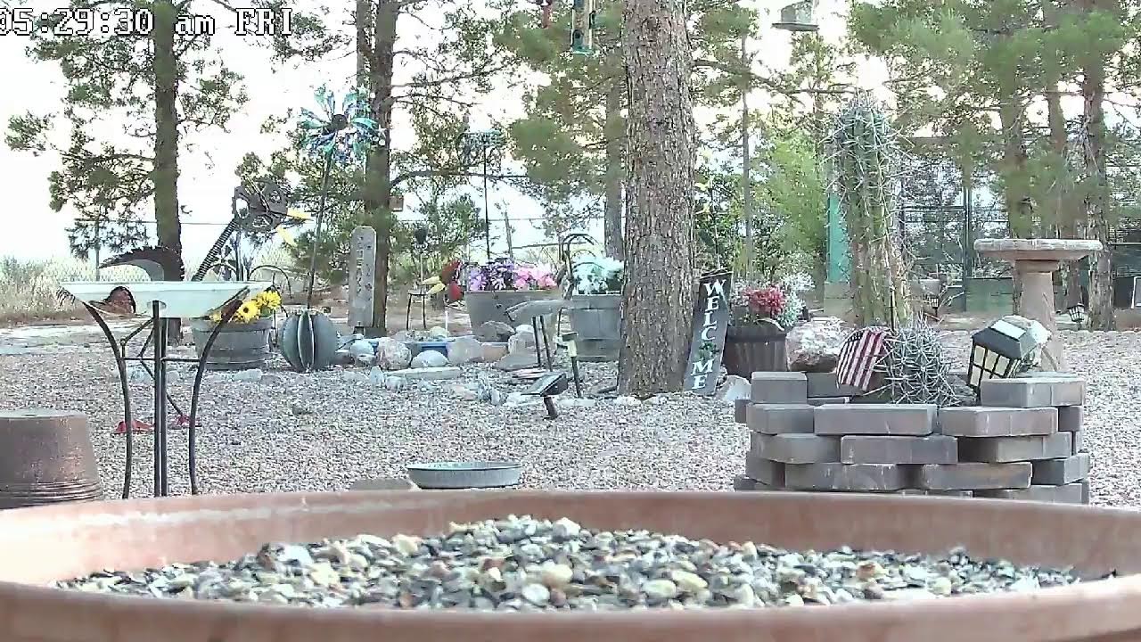 MOJAVE DESERT:LIVE CREATURES OF THE NIGHT:) NATURE SHOW #mojavedesert#nature#squirrels#birds