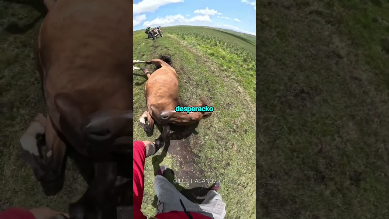 Motocyklista RATUJE konia w tarapatach! @iles_hasanov