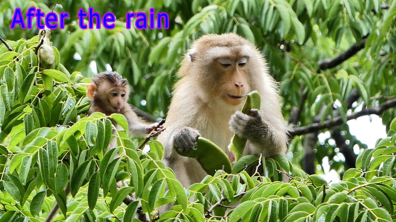 Look So Fresh ... Baby Monkey Jonas And Mommy Monkey Joanna Eat Fruit On The Tree After The Rain