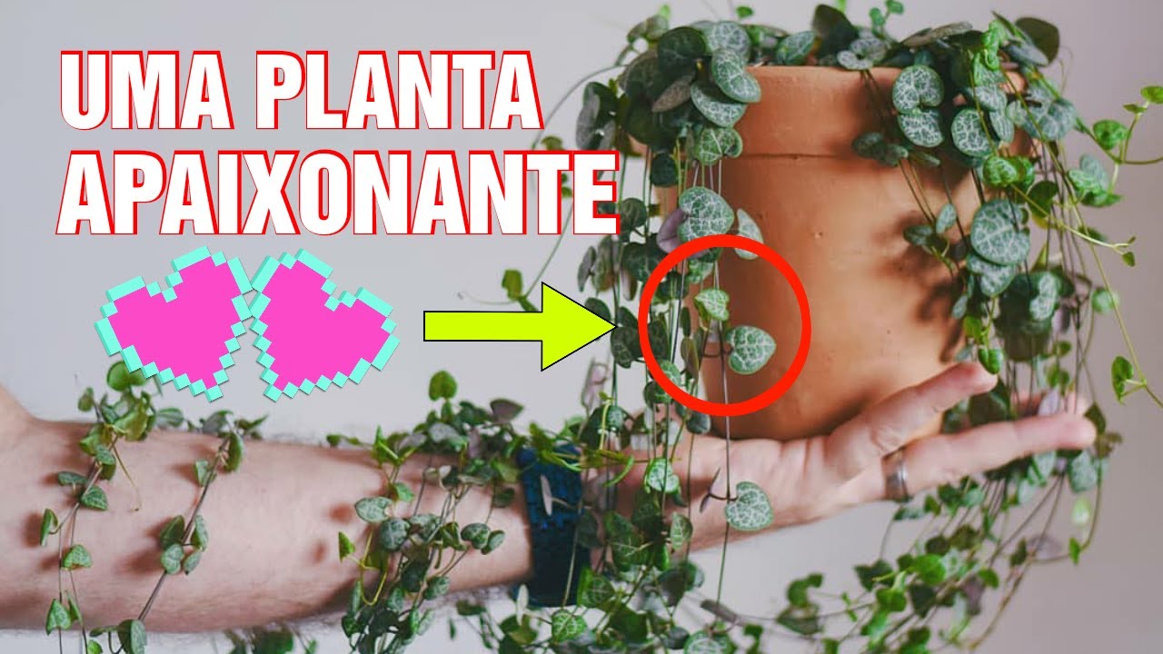 CORAÇÕES EMARANHADOS (Ceropegia woodii) - Suculenta de meia sombra
