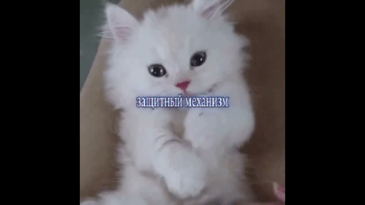 Котикам трек понравился тгк: лиза (ссылка в профиле)
