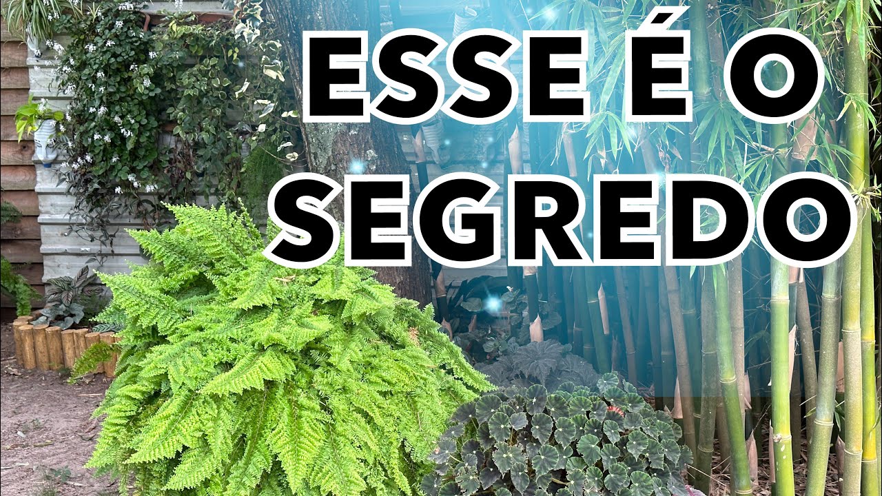 ELA TEM SAMAMBAIAS LINDAS no JARDIM e MUITAS PLANTAS