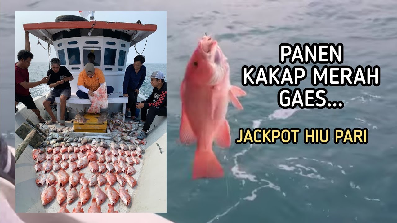 MANCING DI RUMPON KAKAP MERAH