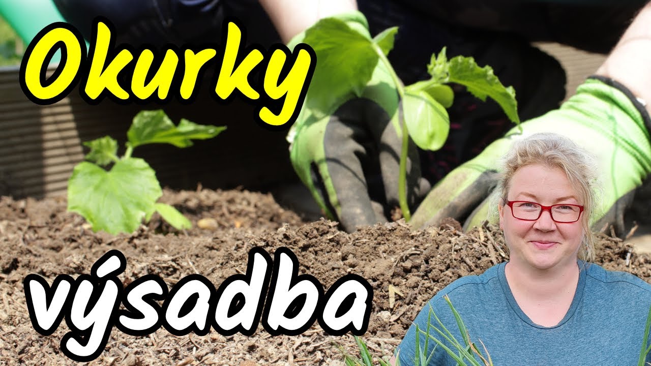⚡Tohle MUSÍTE vidět než vysadíte OKURKY 🥒 do záhonu nebo truhlíku 🤔Výsadba okurek, opory na okurky