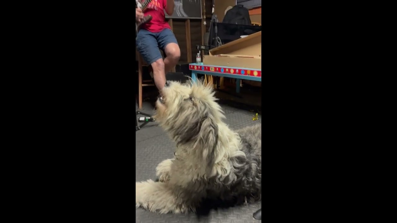 REVALUTE's singing Old English Sheepdog, Darcy in training for AGT!