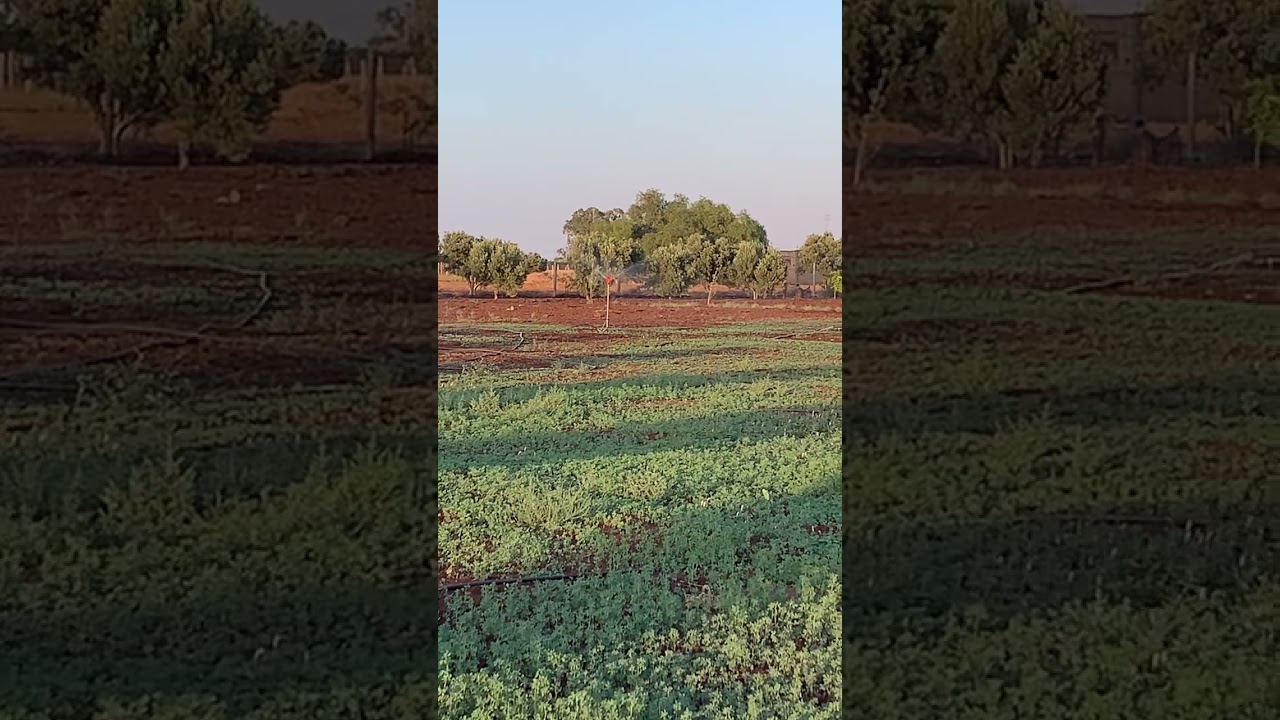 سقي الفصة بالرشاشات والأخطاء القاتلة للمشروع للمبتدىء ☘️☘️🍁