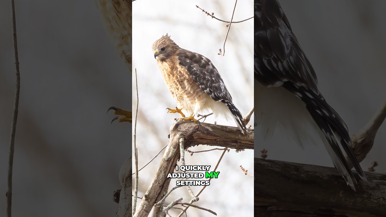 Революция в мире фотографии? Объектив Canon RF 200-800mm #canon200800 #lensreview #birdphotography