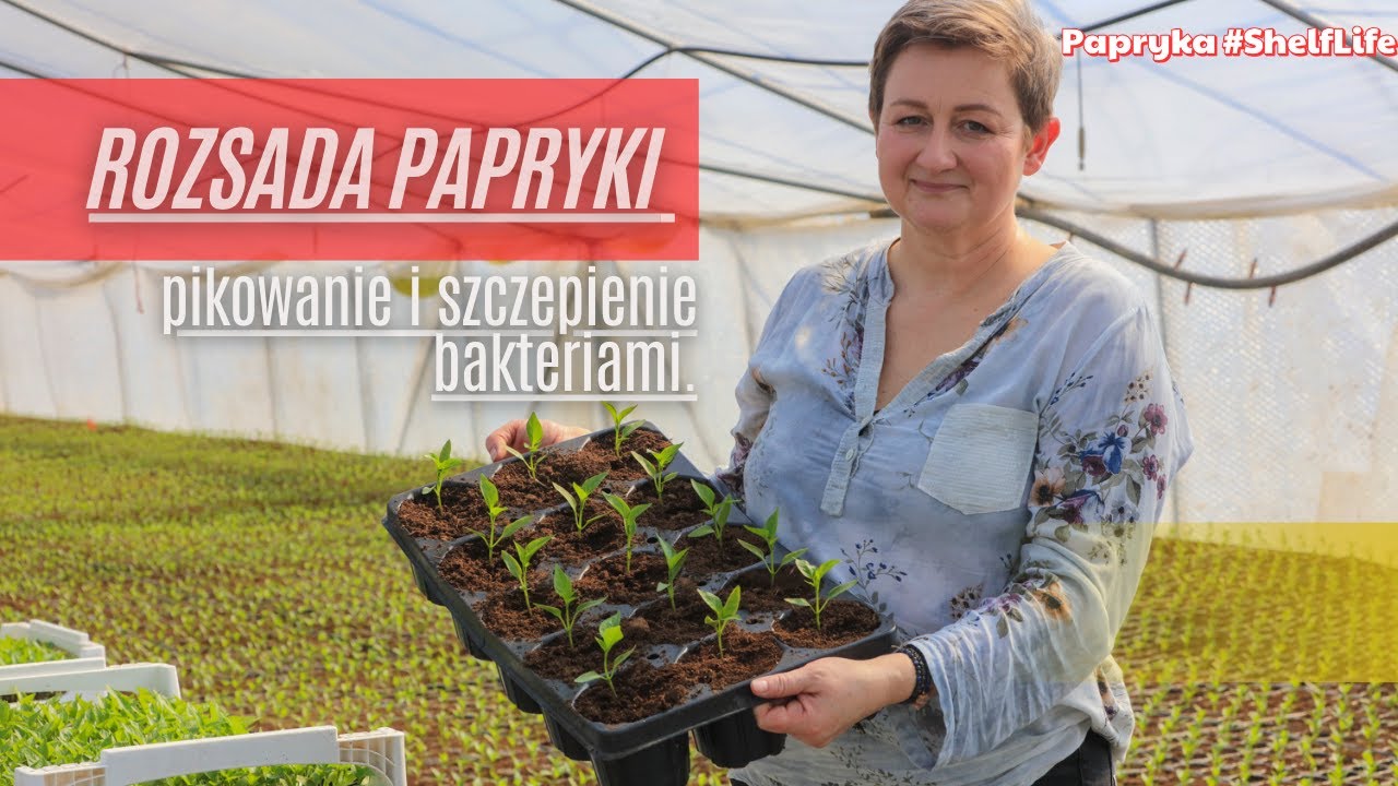 Rozsada papryki - pikowanie i szczepienie bakteriami. Dlaczego warto to zrobić?
