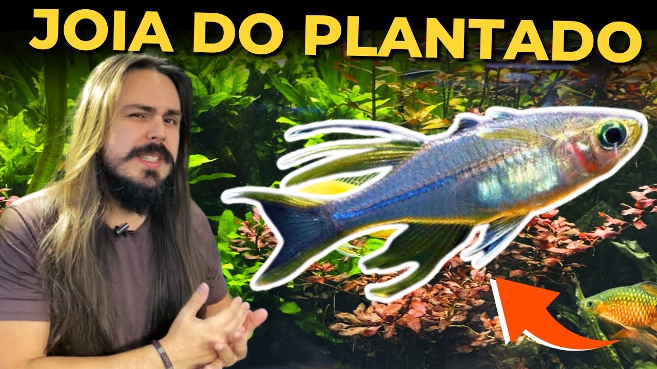 🔴A JOIA DO AQUÁRIO PLANTADO ( TELMATHERINA LADIGESI )|Mr. Betta|