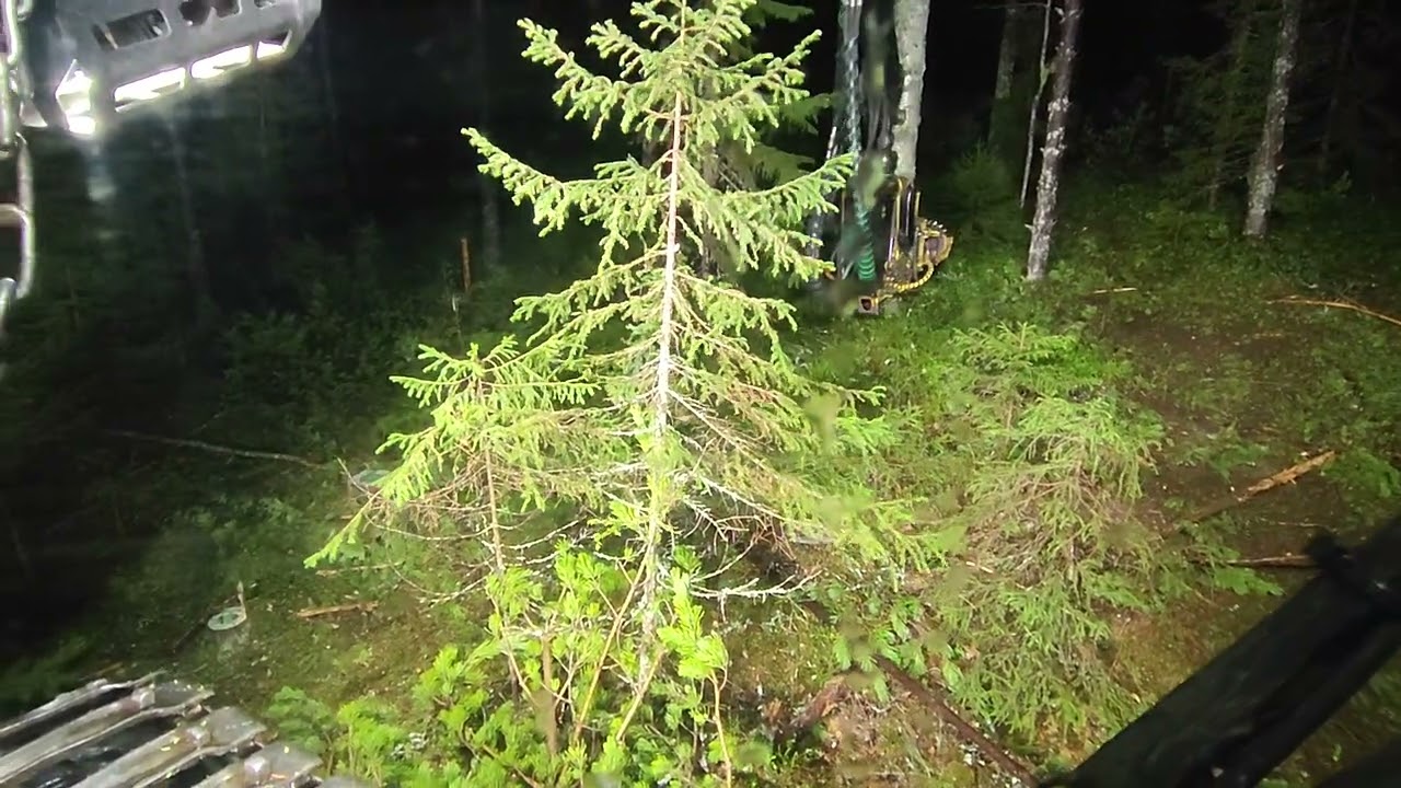 Avohakkuuta risukossa ja kauhea tuuli/sade.