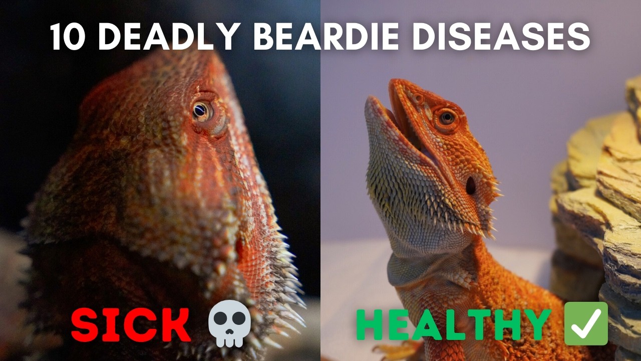 Vet Student Explains: 10 Diseases That Can KILL Your Bearded Dragon