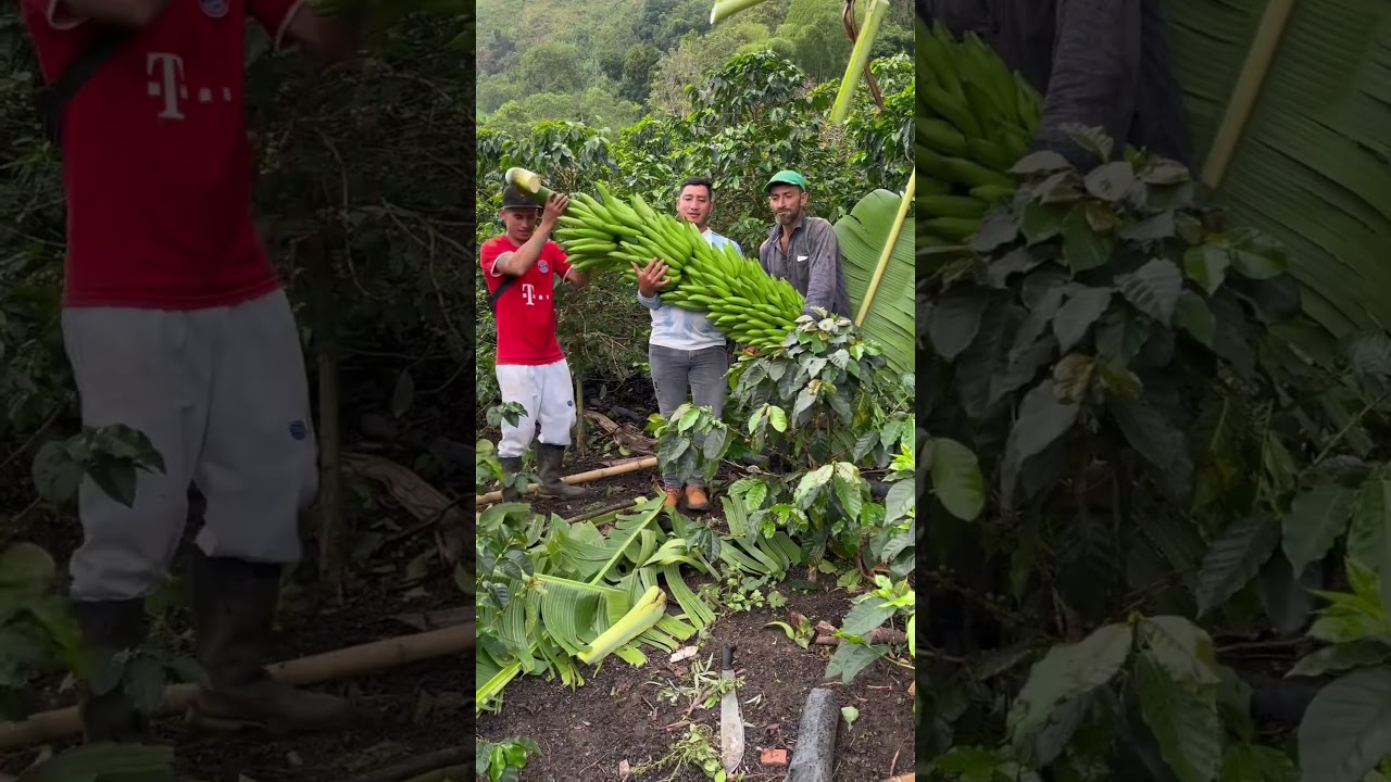 Mira que racimo de banano gigante #finca #agricultura #babyshark #banana #gigante