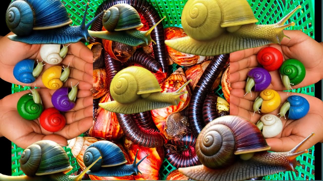 Hunting Snail - berburu dan menemukan bekicot, siput, keong, kaki seribu, keong, snail, albino snail