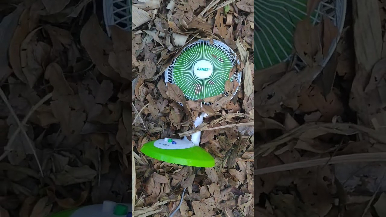 Fan in the Jungle #shorts #fan #kipasangin