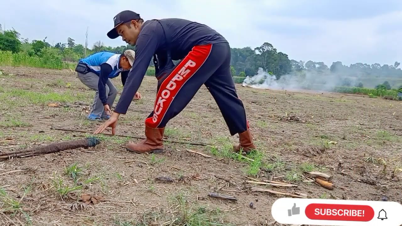 #mikatmania#tekukur#jebakanburungtekukur  cara cepat jebak tekukur dengan jebakan jaring tauf