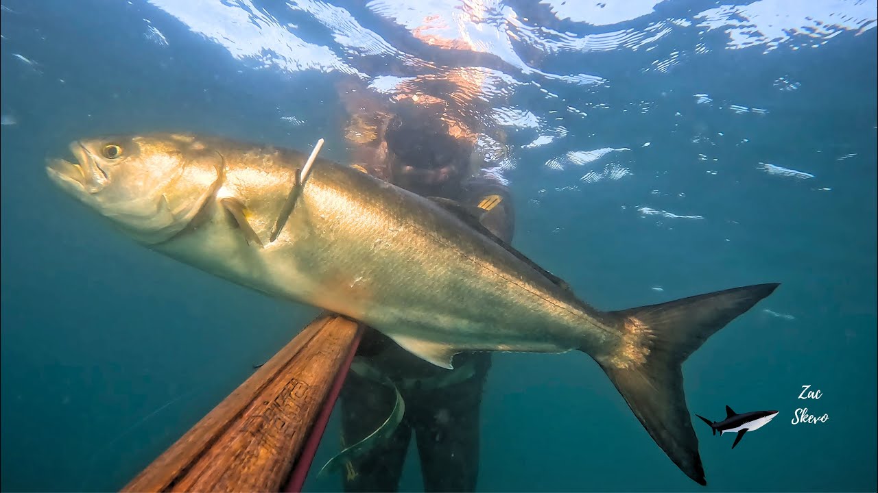 Bluefish 6.3 kg, quilt sea bream and more...Γοφάρι 6,3  κ, τσιπούρα και άλλα...