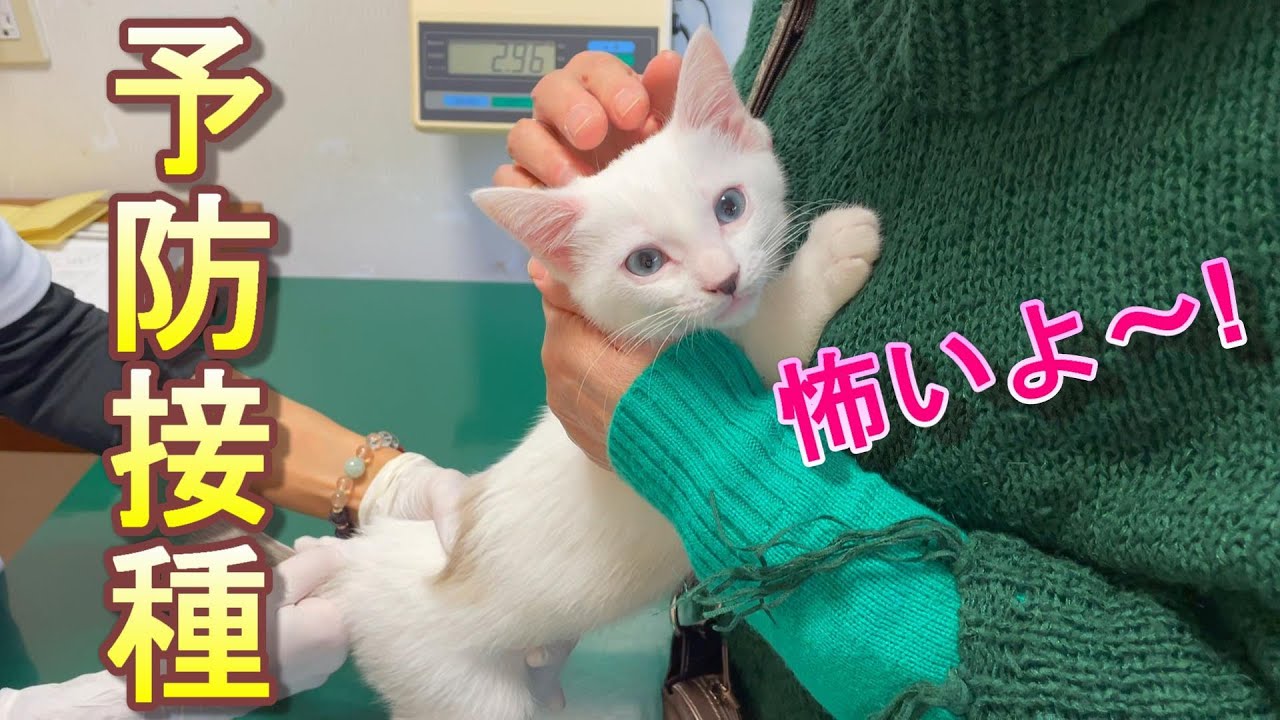 2回目のワクチン接種が痛くて今までで一番大声で叫んだ新入り子猫