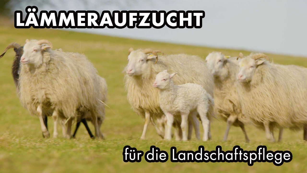 Lämmeraufzucht für die Landschaftspflege | Schäferei Von der Beule