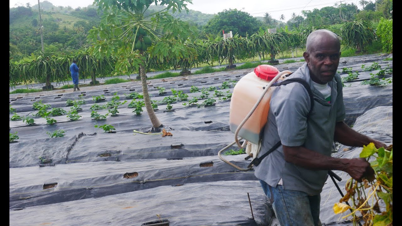FEW REASONS WHY ST LUCIA'S ECONOMY IS BAD