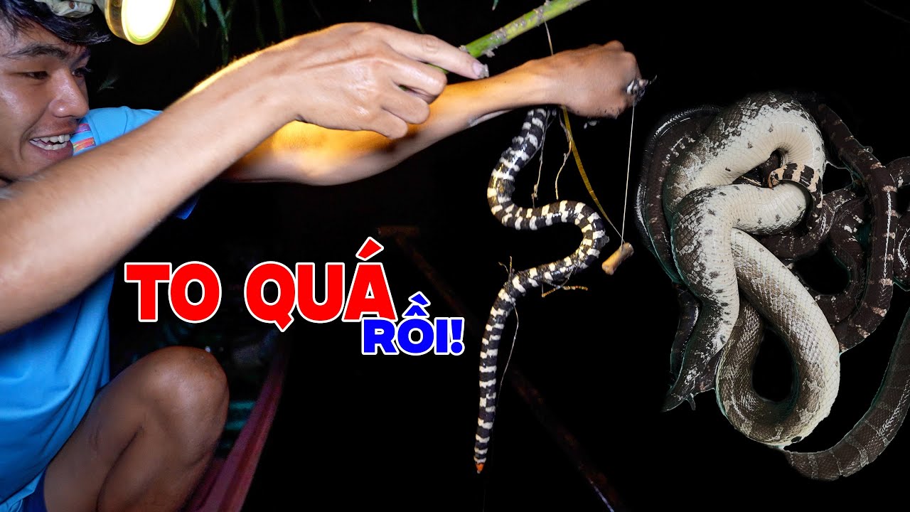 Thả Câu Rắn Trung - Rắn Ri Cá Làm Mòi Lai Rai