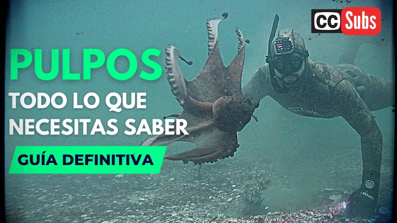✔Pesca submarina PULPOS GRANDES🐙APRENDE a PESCAR MÁS PULPOS📈TURORIAL y GUÍA COMPLETA📝