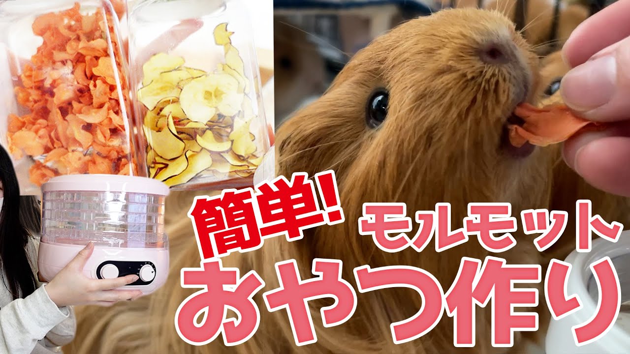 モルモットのおやつ！ドライフードを作るよー！
