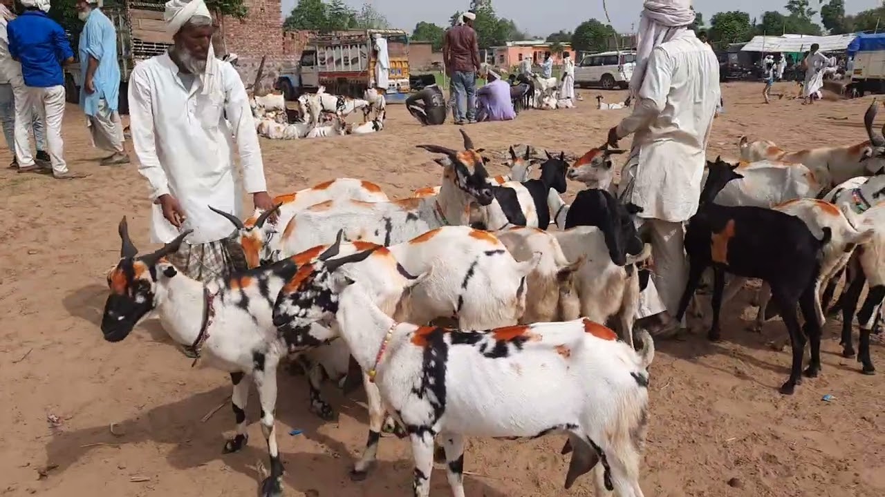 Mewat Goat Market |Battisi Milk Goat |Documentary Firozpur Haryana Bakra Mandi..
